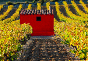 Les Vignerons de Maury