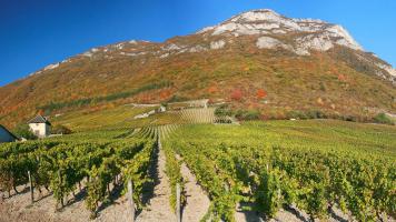 Vignoble de la Pierre - Yves Girard-Madoux