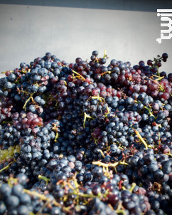 Gabbro - Domaine Les Quatre Journaux - 2023 - Rosé