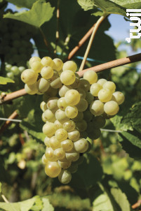 Brut Cattin - Maison Joseph Cattin - Non millésimé - Effervescent