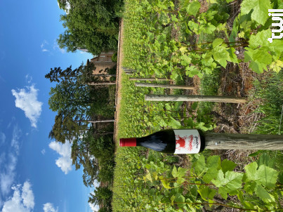 Le vin de ma mémé, simplement nature - Château de Champ-Renard - 2019 - Rouge