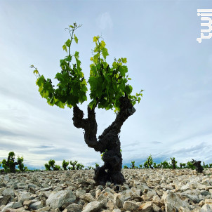 Domaine Barville - Maison Brotte • Les Domaines - 2017 - Rouge