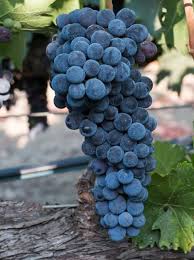 Sangiovese