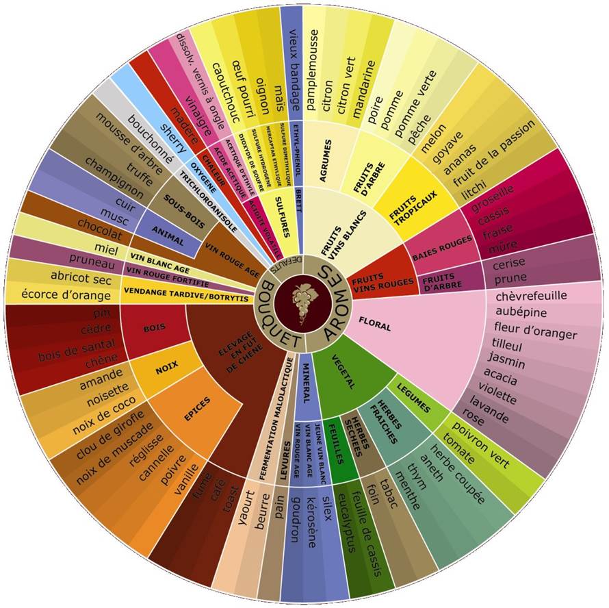 roue des arômes du vin
