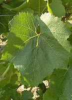 feuilles de chardonnay
