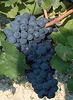 gamay grappes