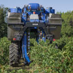 couverture de la vigne aux vendanges